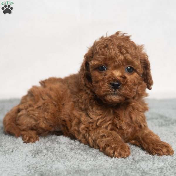 Isaac, Cavapoo Puppy